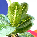 Chinese Evergreen - Aglaonema ‘Key Lime' - Sprouts of Bristol