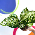 Chinese Evergreen - Aglaonema ‘Kiwi' - Sprouts of Bristol