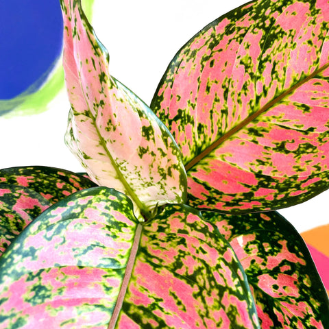 Chinese Evergreen - Aglaonema ‘Lady Valentine’ - Sprouts of Bristol