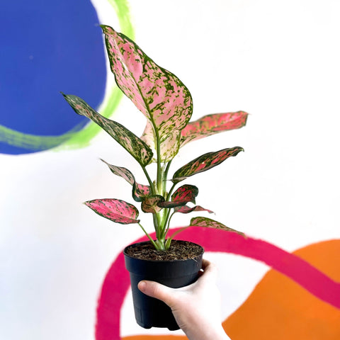 Chinese Evergreen - Aglaonema ‘Lady Valentine’ - Sprouts of Bristol