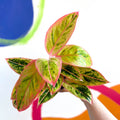 Chinese Evergreen - Aglaonema ‘Light Pink Star' - Sprouts of Bristol