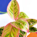 Chinese Evergreen - Aglaonema ‘Light Pink Star' - Sprouts of Bristol