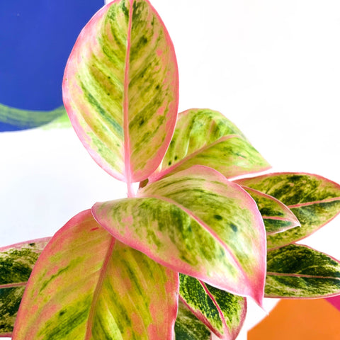 Chinese Evergreen - Aglaonema ‘Light Pink Star' - Sprouts of Bristol