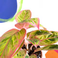 Chinese Evergreen - Aglaonema ‘Light Pink Star' - Sprouts of Bristol