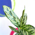 Chinese Evergreen - Aglaonema ‘Maria' - Sprouts of Bristol