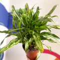 Chinese Evergreen - Aglaonema 'Pincel' - British Grown - Sprouts of Bristol