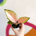 Chinese Evergreen - Aglaonema 'Red Dragon' - Sprouts of Bristol