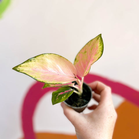 Chinese Evergreen - Aglaonema 'Red Dragon' - Sprouts of Bristol