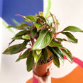 Chinese Evergreen - Aglaonema 'Red Siam' - British Grown - Sprouts of Bristol
