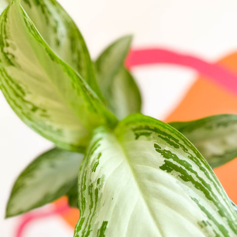 Chinese Evergreen - Aglaonema 'Silver Bay' - Sprouts of Bristol