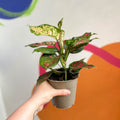 Chinese Evergreen - Aglaonema 'Spotted Star' - Sprouts of Bristol