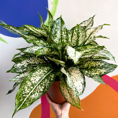 Chinese Evergreen - Aglaonema 'Spring Snow' - British Grown - Sprouts of Bristol