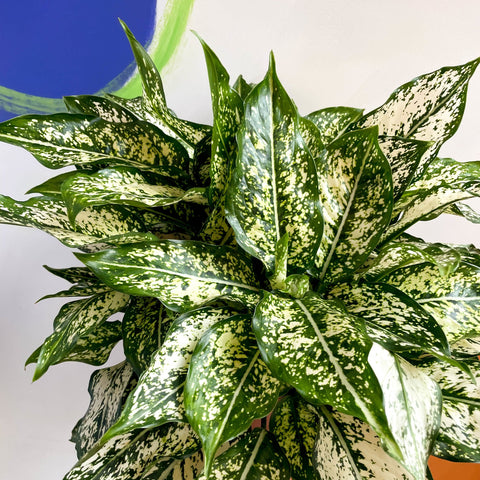 Chinese Evergreen - Aglaonema 'Spring Snow' - British Grown - Sprouts of Bristol