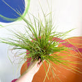 Chinese Fountain Grass - Pennisetum alopecuroides - Cotswold Grown Perennial - Sprouts of Bristol