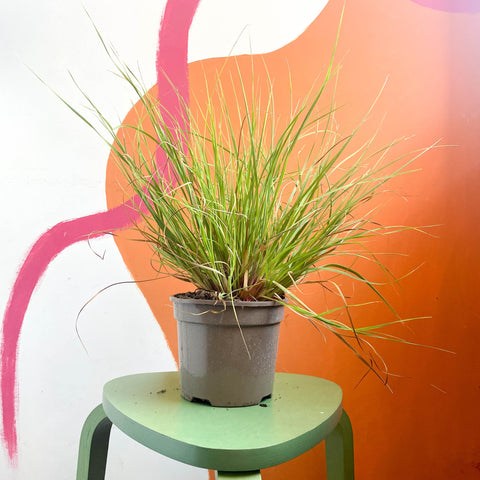 Chinese Fountain Grass - Pennisetum alopecuroides - Cotswold Grown Perennial - Sprouts of Bristol
