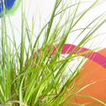 Chinese Fountain Grass - Pennisetum alopecuroides - Cotswold Grown Perennial - Sprouts of Bristol