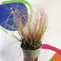 Chinese Fountain Grass - Pennisetum alopecuroides 'Hameln' - Cotswold Grown Perennial - Sprouts of Bristol