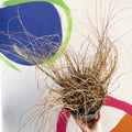 Chinese Fountain Grass - Pennisetum alopecuroides 'Hameln' - Cotswold Grown Perennial - Sprouts of Bristol