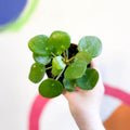 Chinese Money Leaf - Pilea peperomioides - Sprouts of Bristol