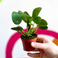 Chinese Money Leaf - Pilea peperomioides - Sprouts of Bristol