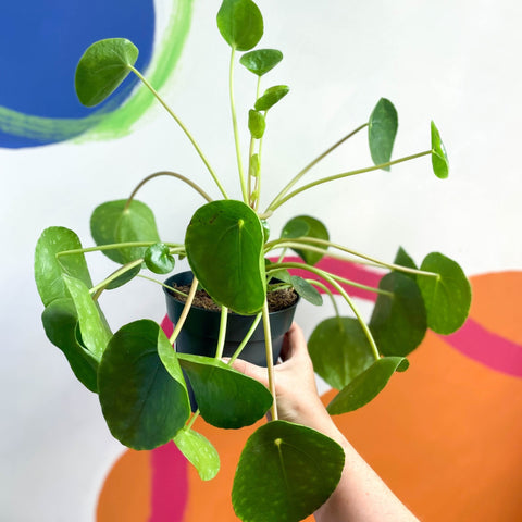 Chinese Money Leaf - Pilea peperomioides - Sprouts of Bristol