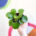 Chinese Money Leaf - Pilea peperomioides - Sprouts of Bristol