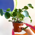 Chinese Money Plant - Pilea Peperomioides - British Grown - Sprouts of Bristol