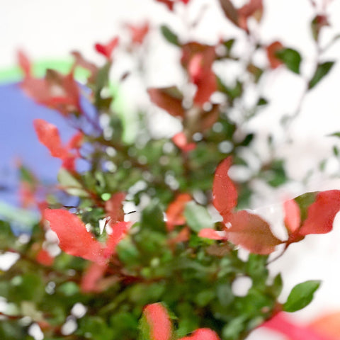 Christmas Berry - Photinia × fraseri 'Little Red Robin' - Cotswold Grown Evergreen Shrub - Sprouts of Bristol
