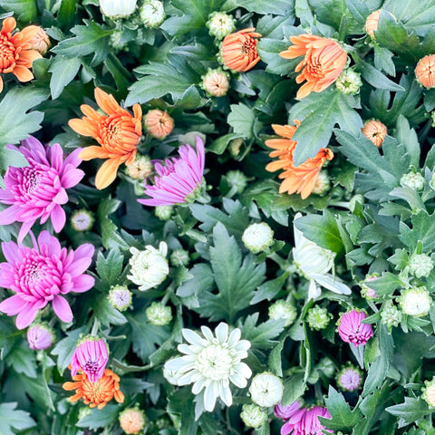 Chrysanthemum 'Carnival' - Sprouts of Bristol