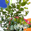 Cider Gum Tree - Eucalyptus gunnii 'Blue Ice' - Sprouts of Bristol