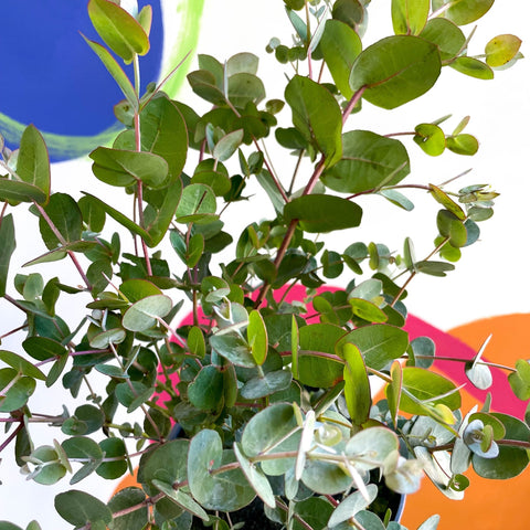 Cider Gum Tree - Eucalyptus gunnii 'Blue Ice' - Sprouts of Bristol