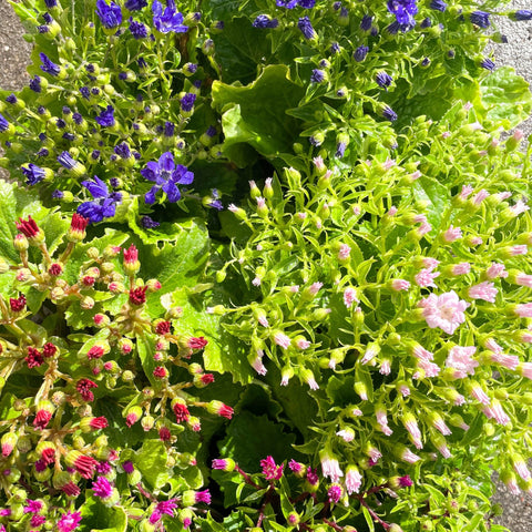 Cineraria 'Royalty Mixed' - British Grown - Sprouts of Bristol