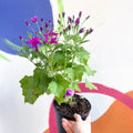 Cineraria - Senetti 'Magenta' Suntory Collection - British Grown - Sprouts of Bristol