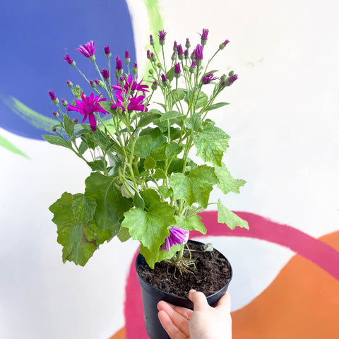 Cineraria - Senetti 'Magenta' Suntory Collection - British Grown - Sprouts of Bristol