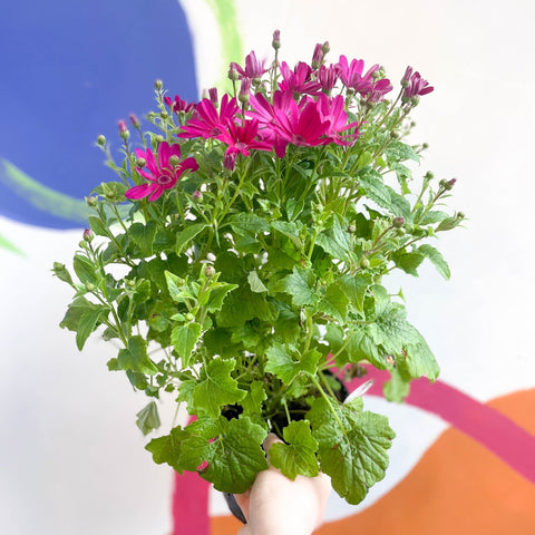 Cineraria - Senetti 'Red' Suntory Collection - British Grown - Sprouts of Bristol