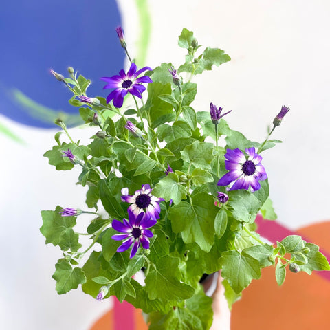 Cineraria - Senetti 'Violet Bicolour' Suntory Collection - British Grown - Sprouts of Bristol