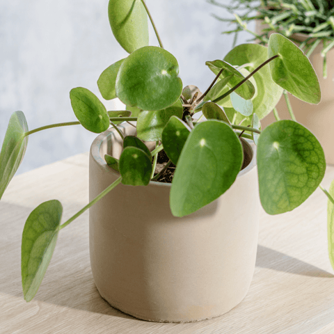 Cinnamon Bamburgh Pot - Sprouts of Bristol