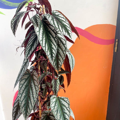 Climbing Rex Begonia Vine - Cissus discolor - Sprouts of Bristol