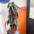 Climbing Rex Begonia Vine - Cissus discolor - Sprouts of Bristol