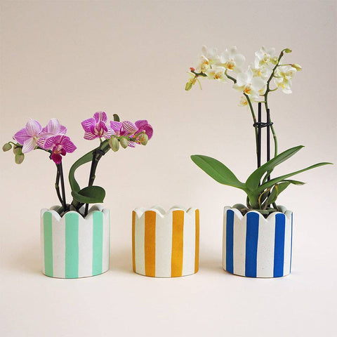 Cobalt Blue Stripes Jesmonite Pot - Sprouts of Bristol