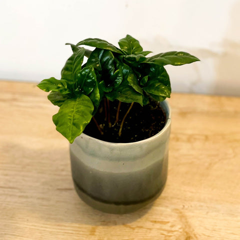 Coffee Plant - Coffea arabica - Sprouts of Bristol