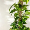 Coir Moss Poles - Sprouts of Bristol