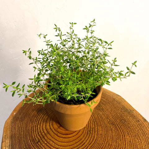 Common Thyme - Thymus vulgaris - Sprouts of Bristol