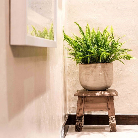 Como Oval Pot - Sprouts of Bristol