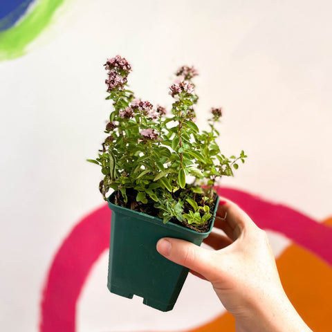 Compact Marjoram - Origanum vulgare compactum - Cotswolds Grown Culinary Herbs - Sprouts of Bristol
