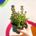 Compact Marjoram - Origanum vulgare compactum - Cotswolds Grown Culinary Herbs - Sprouts of Bristol