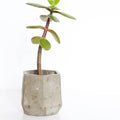 Concrete Mini Vessel Number 2 - Sprouts of Bristol