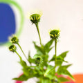 Coneflower - Echinacea purpurea 'White Swan' - Cotswold Grown Perennial - Sprouts of Bristol