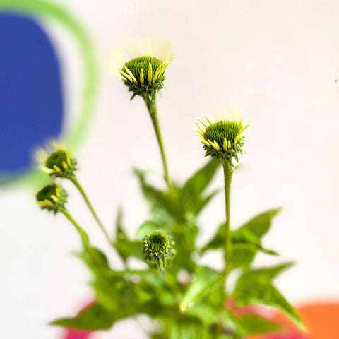 Coneflower - Echinacea purpurea 'White Swan' - Cotswold Grown Perennial - Sprouts of Bristol