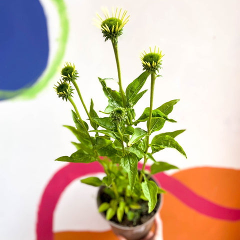 Coneflower - Echinacea purpurea 'White Swan' - Cotswold Grown Perennial - Sprouts of Bristol